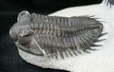 Double Coltraneia Plate - Tower Eyed Trilobites #15676-4